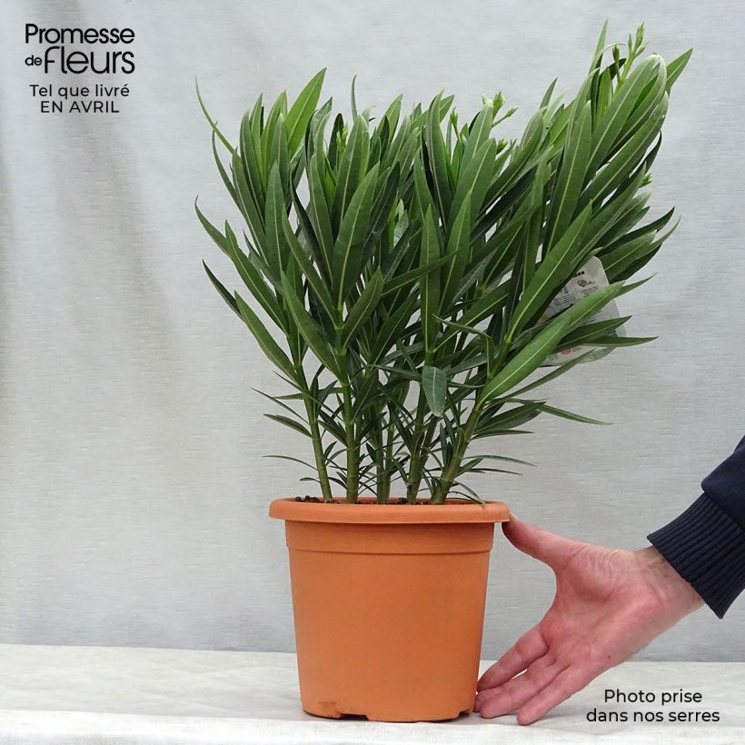 Example of Oleander Soeur Agnes - Nerium Topf mit 3L/4L, Strauch as you get in printemps