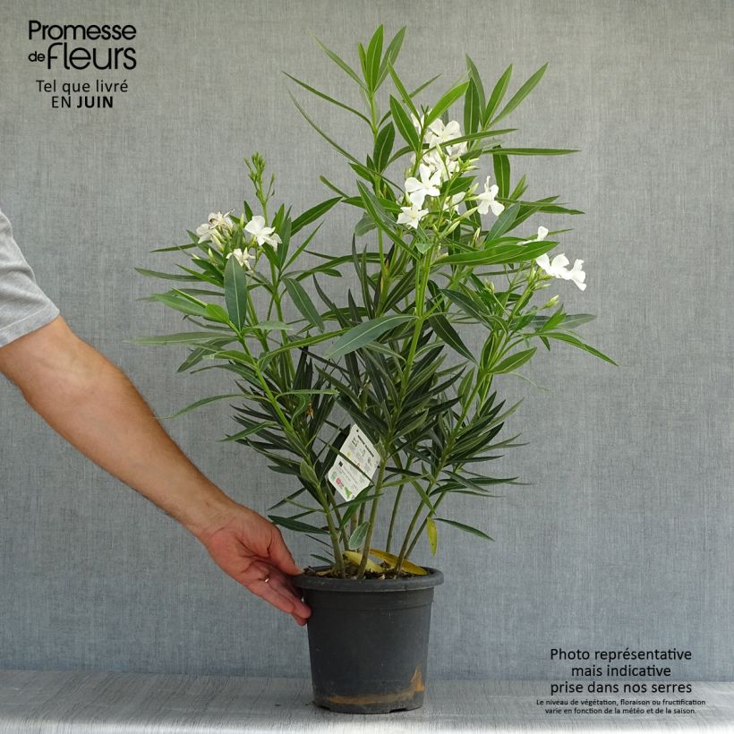 Exemplar von Oleander Soeur Agnes - Nerium Topf mit 3L/4L, Strauch wie im Sommer geliefert