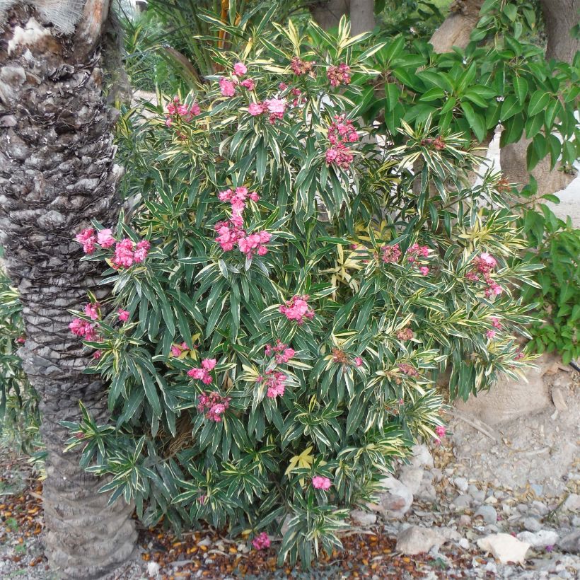 Oleander Variegata - Nerium (Wuchs)