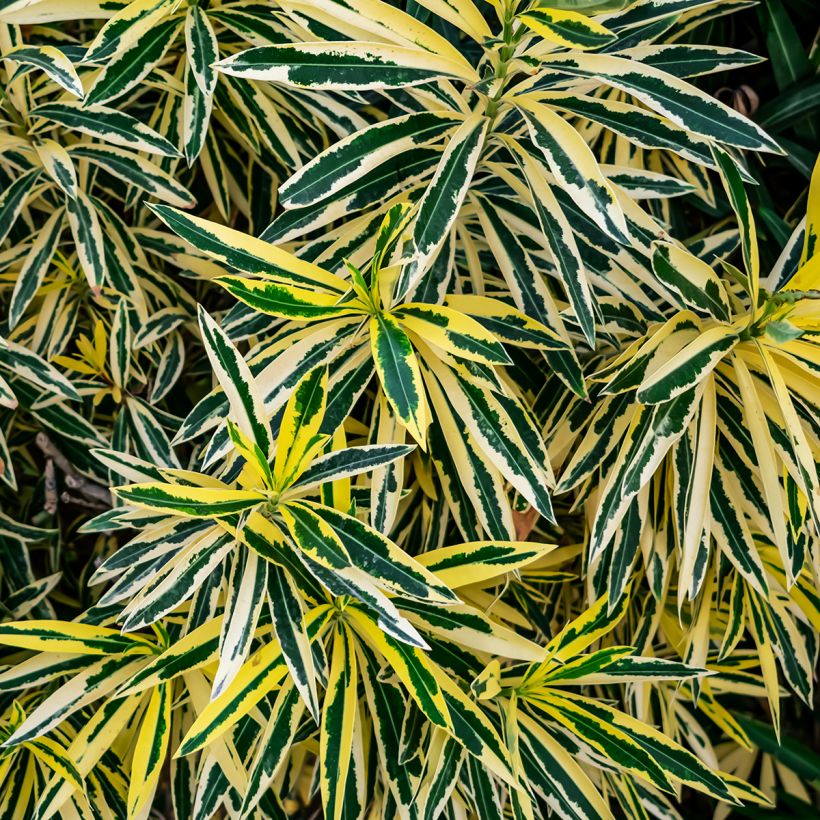 Oleander Variegata - Nerium (Laub)