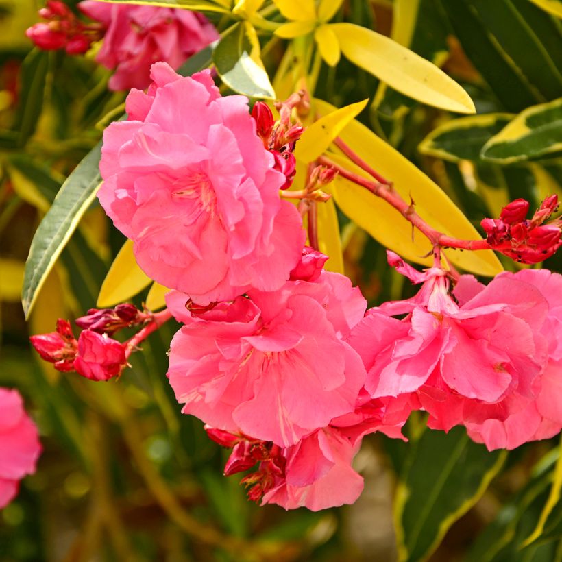 Oleander Variegata - Nerium (Blüte)