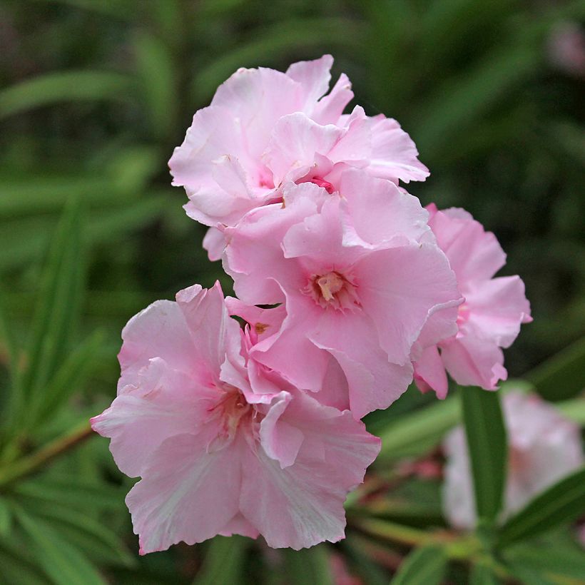 Oleander Roseum Plenum - Nerium (Blüte)