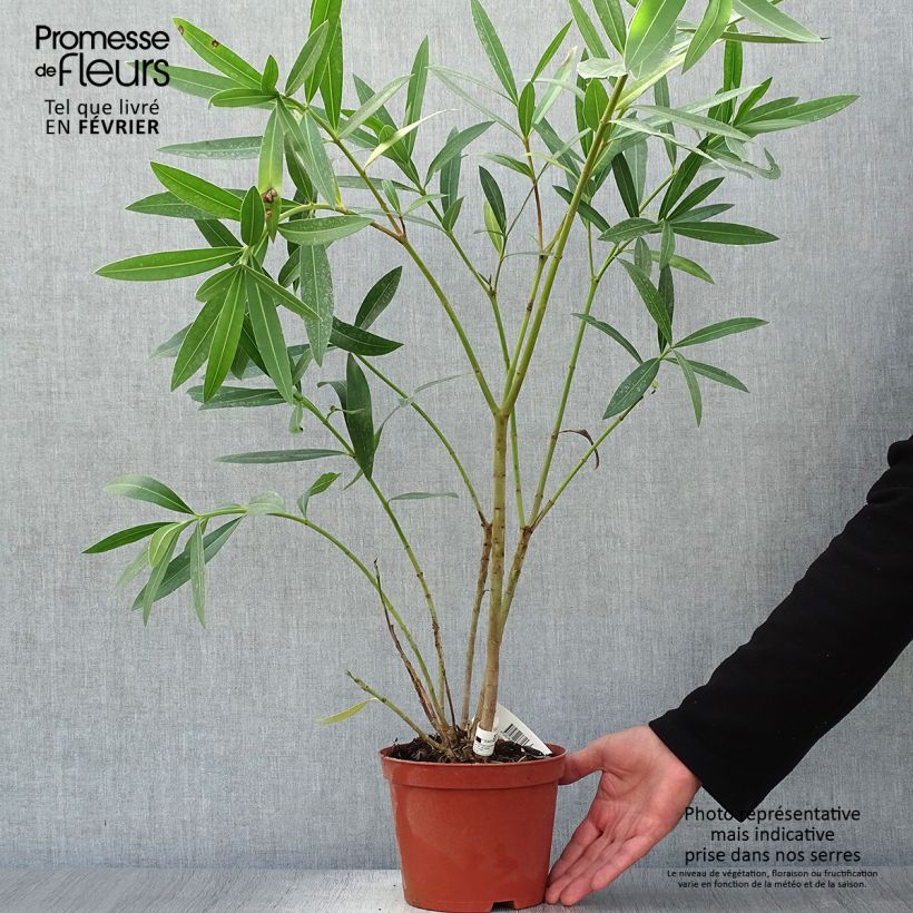 Exemplar von Oleander Roseum Plenum - Nerium Topf mit 2L/3L, Strauch wie im Herbst geliefert
