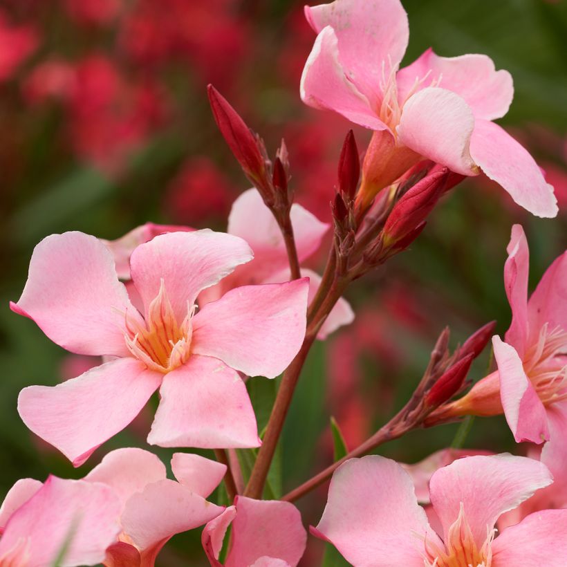 Oleander Tito Poggi – Nerium oleander (Blüte)