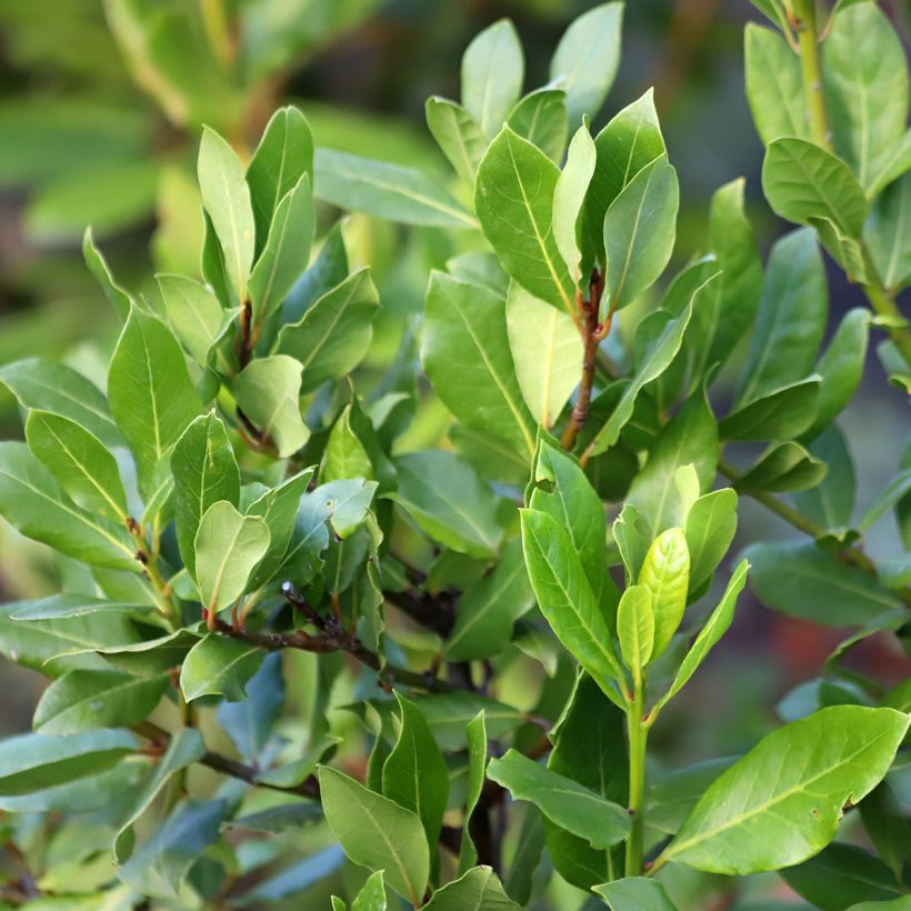 Echter Lorbeerstrauch De Jerusalem - Laurus nobilis (Foliage)