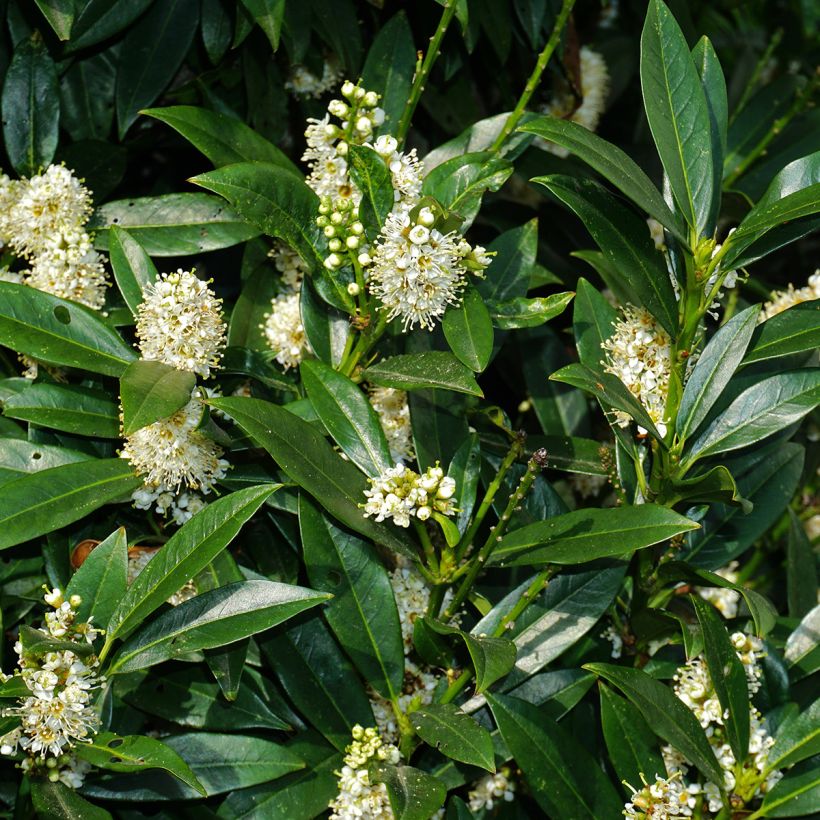 Echter Lorbeerstrauch De Jerusalem - Laurus nobilis (Flowering)