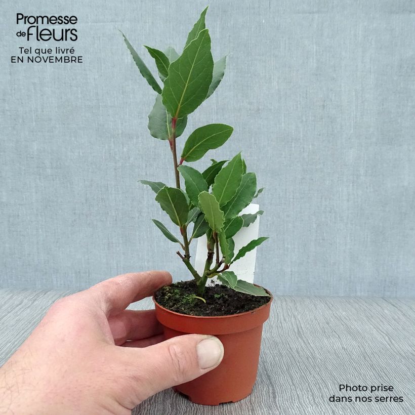 Exemplar von Echter Lorbeer - Laurus nobilis Kleine Töpfe von 8/9 cm wie im Herbst geliefert