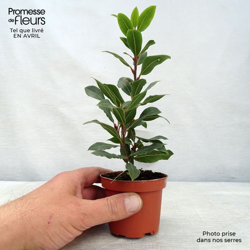 Exemplar von Echter Lorbeer - Laurus nobilis Topf 10 cm/11cm wie im Frühjahr geliefert