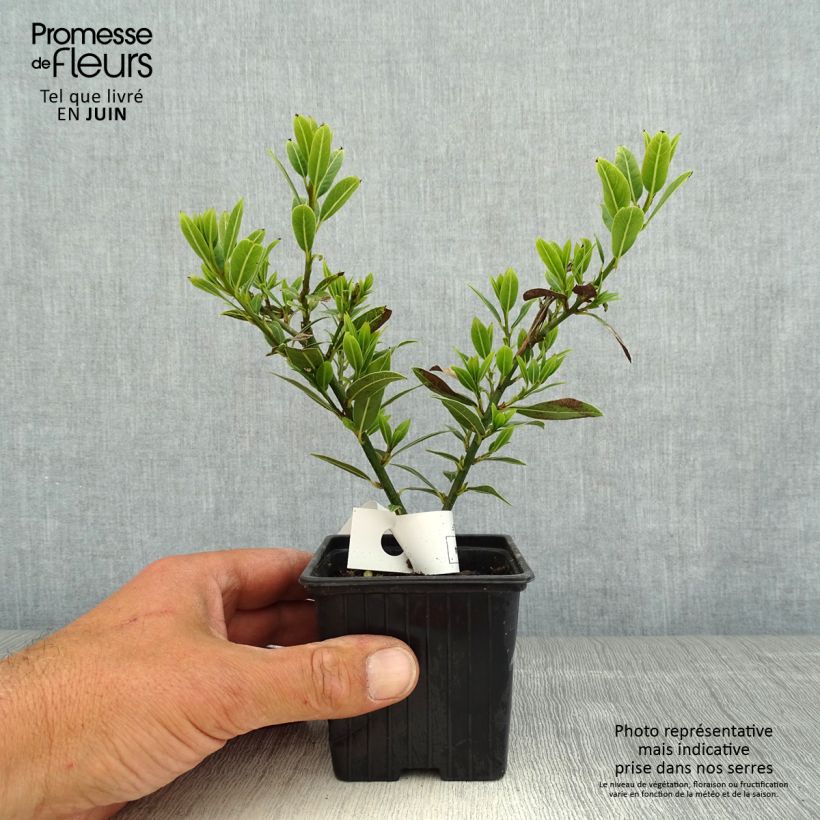 Exemplar von Echter Lorbeerstrauch Little Laura 'Dan17' - Laurus nobilis Kleine Töpfe von 8/9 cm wie im Frühjahr geliefert