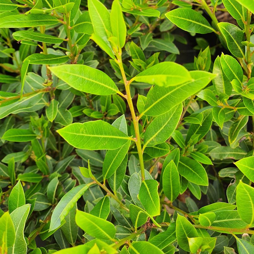 Echter Lorbeerstrauch Little Laura 'Dan17' - Laurus nobilis (Foliage)