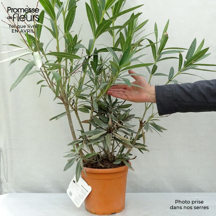 Exemplar von Oleander Roseum Plenum - Nerium Topf mit 2L/3L, Strauch wie im Frühjahr geliefert