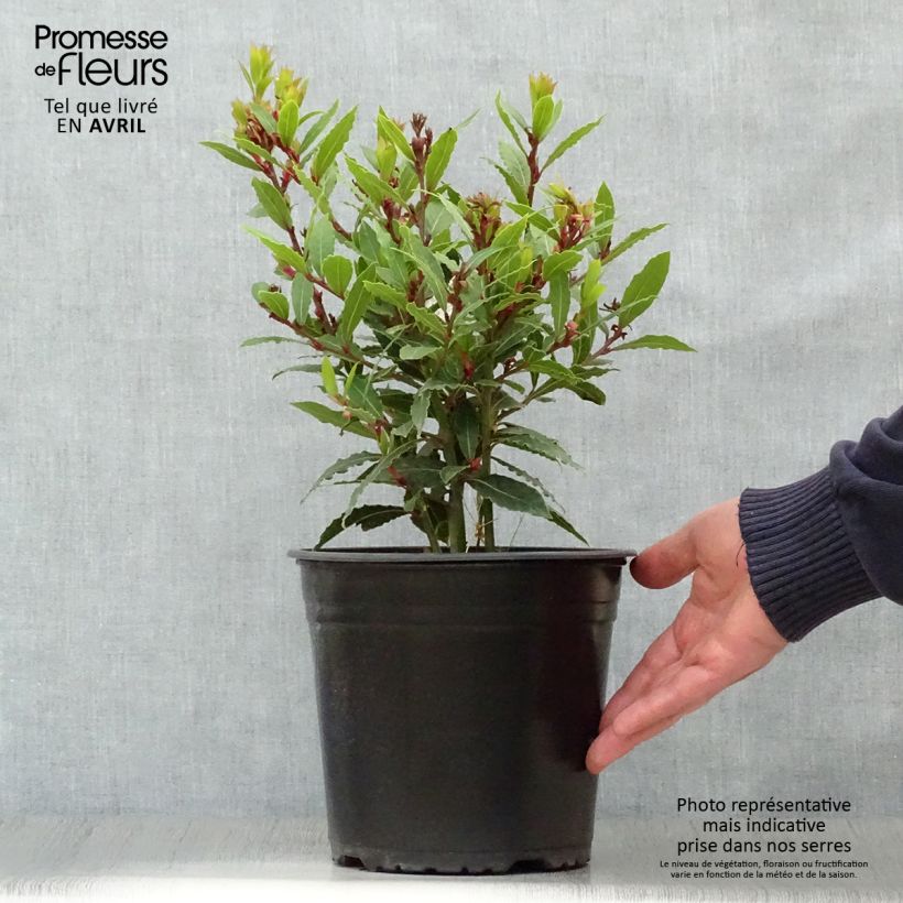 Example of Echter Lorbeerstrauch Little Ragu - Laurus nobilis Topf mit 4L/5L as you get in printemps