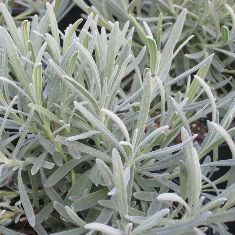 Lavandula intermedia Phenomenal 'Niko - Provence-Lavendel (Foliage)