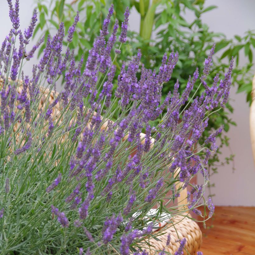Lavandula intermedia Phenomenal 'Niko - Provence-Lavendel (Flowering)