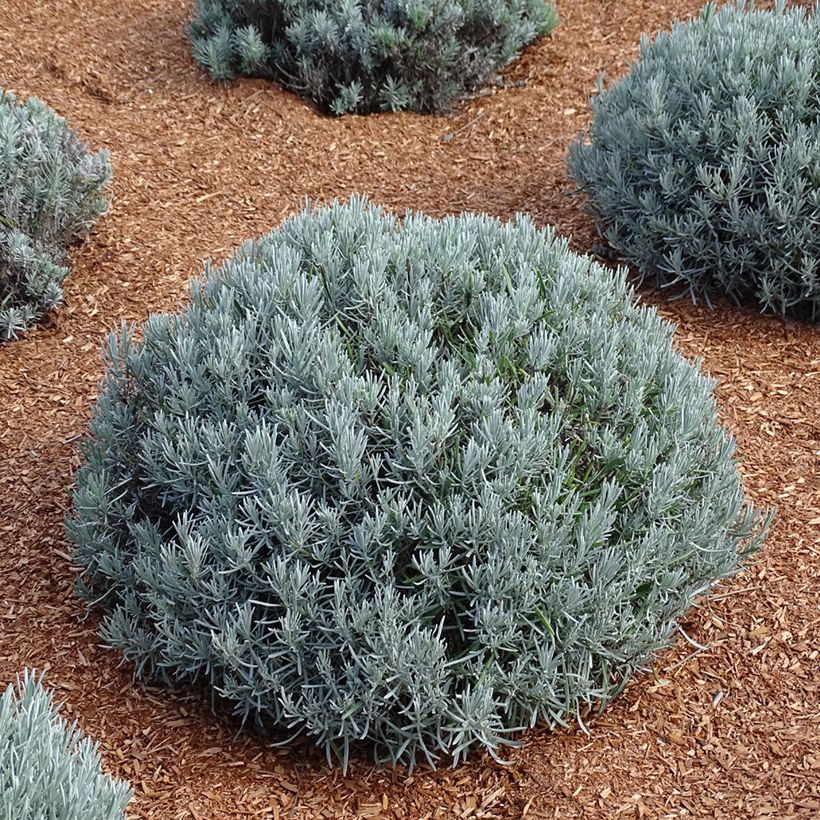 Lavandula intermedia Phenomenal 'Niko - Provence-Lavendel (Plant habit)
