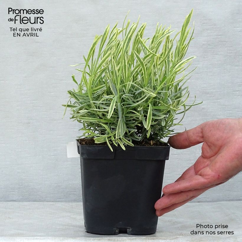 Example of Lavandula intermedia Platinum Blonde - Provence-Lavendel Topf mit 1,5L/2L as you get in printemps