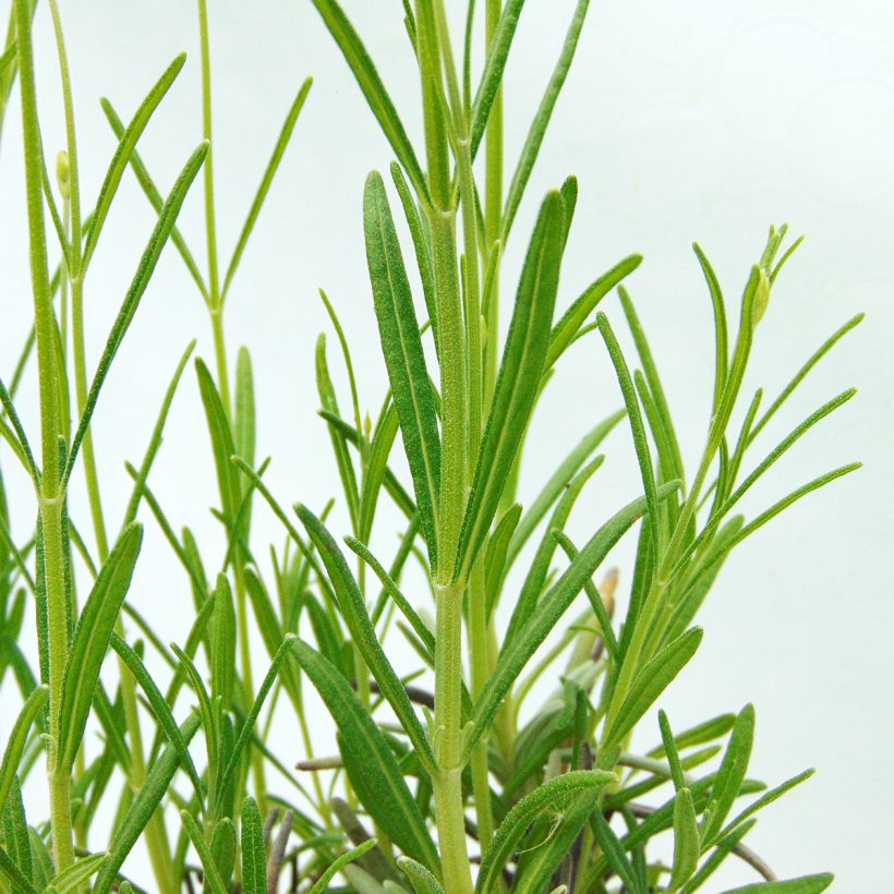 Echter Lavendel - Lavandula officinalis (Foliage)