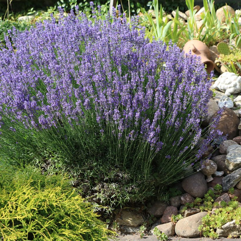 Echter Lavendel - Lavandula officinalis (Plant habit)