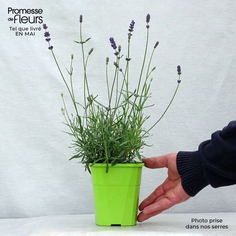 Exemplar von Lavandula angustifolia Bleu de Gien - Echter Lavendel Topf mit 1L/1,5L wie im Frühjahr geliefert
