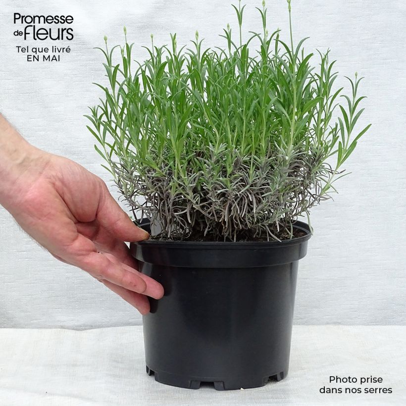 Exemplar von Lavandula angustifolia Munstead - Echter Lavendel Topf mit 2L/3L wie im Frühjahr geliefert