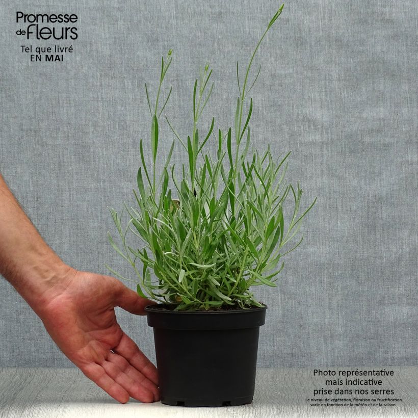 Exemplar von Breitblättriger Lavendel - Lavandula latifolia Topf mit 1,5L/2L wie im Frühjahr geliefert