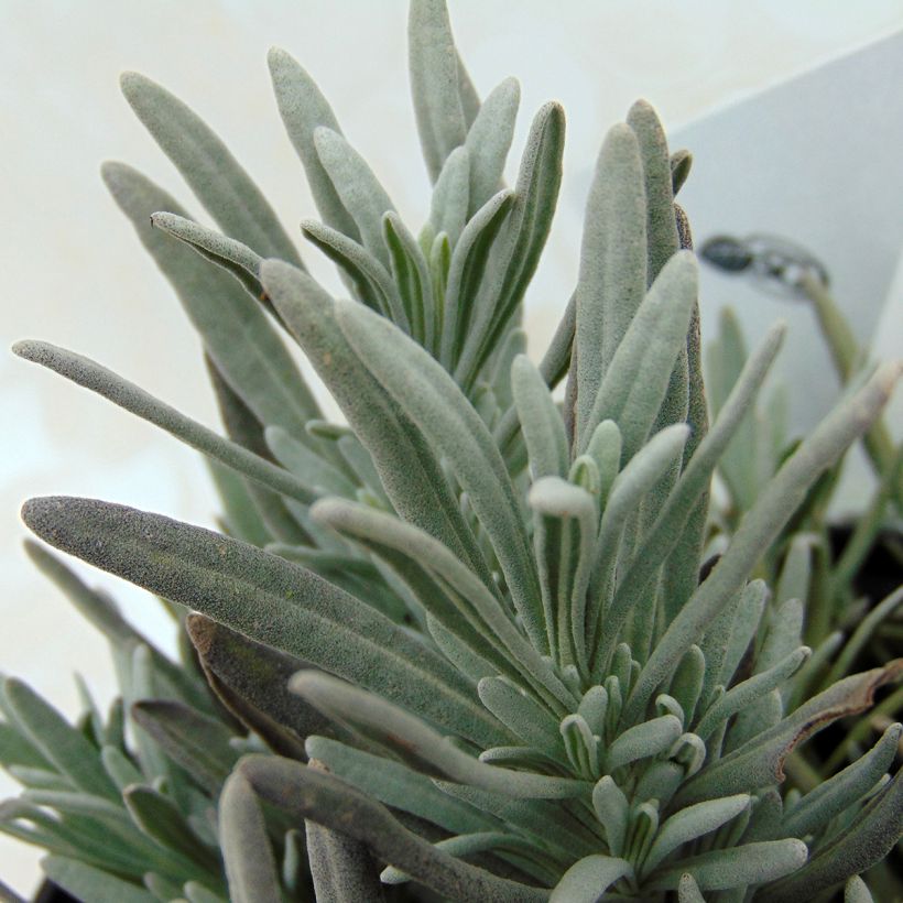 Lavandula intermedia Edelweiss - Provence-Lavendel (Foliage)