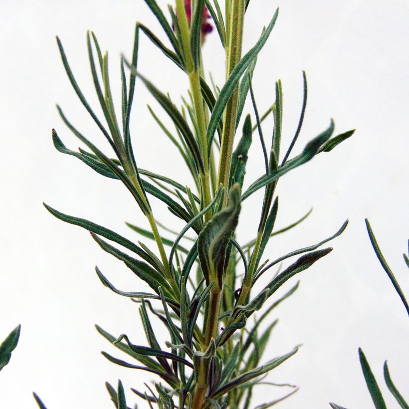 Lavandula stoechas - Schopf-Lavendel (Foliage)