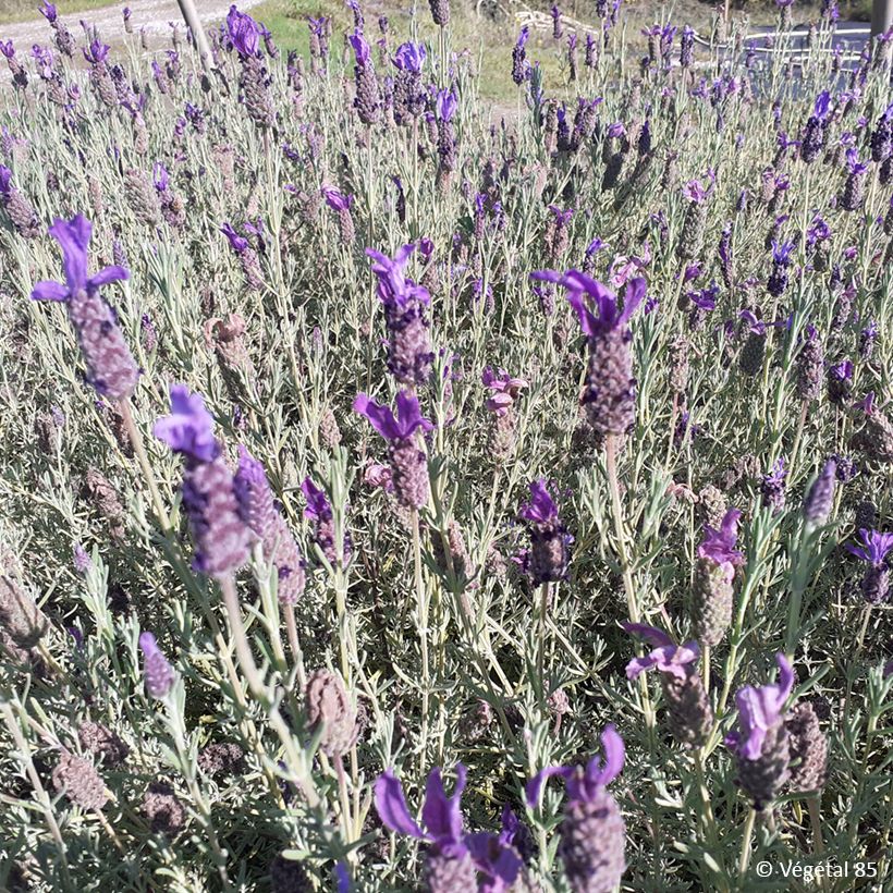  Lavandula stoechas Madrid Purple - Schopf-Lavendel (Wuchs)