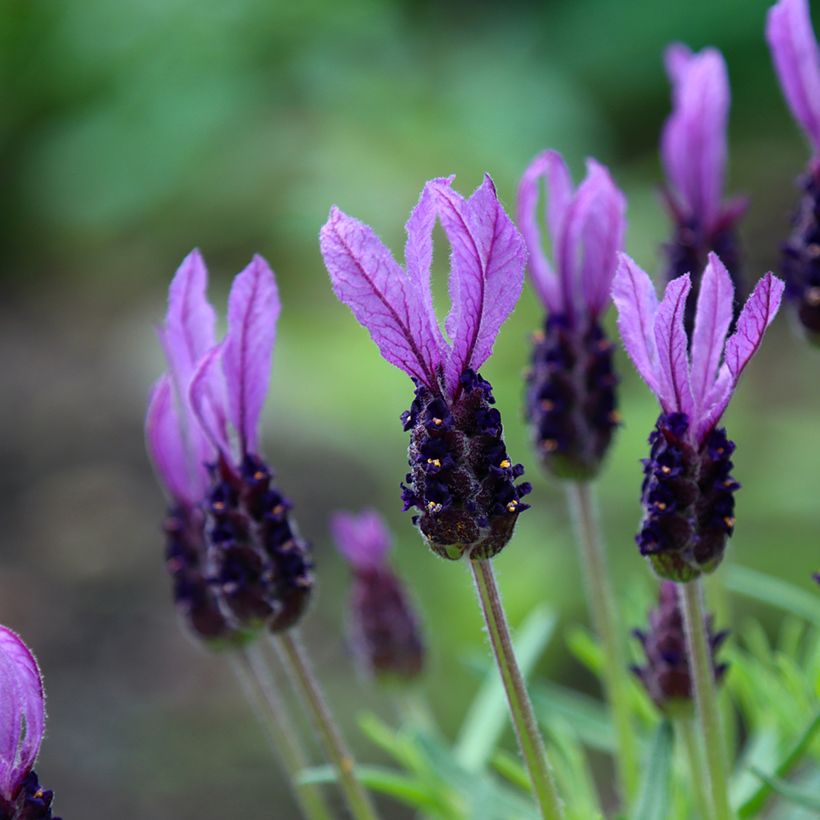  Lavandula stoechas Madrid Purple - Schopf-Lavendel (Blüte)
