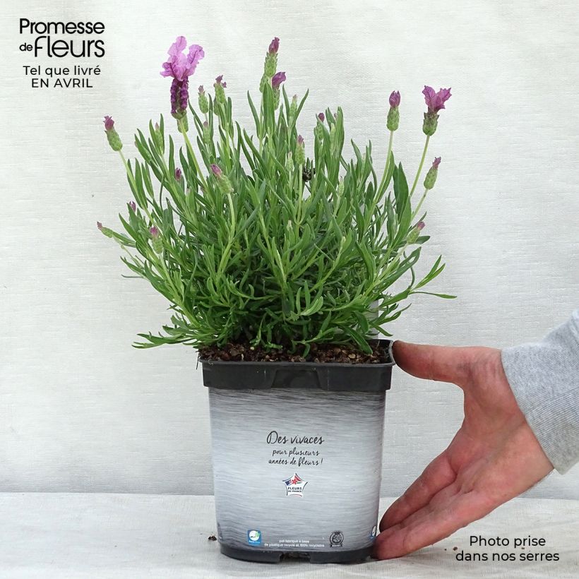 Example of Lavandula stoechas The Princess - Schopf-Lavendel Topf mit 2L/3L as you get in printemps