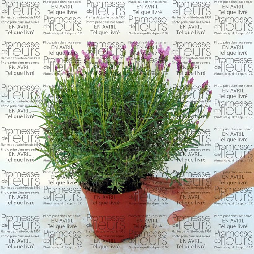 Example of Lavandula stoechas The Princess - Schopf-Lavendel Topf mit 4L/5L as you get