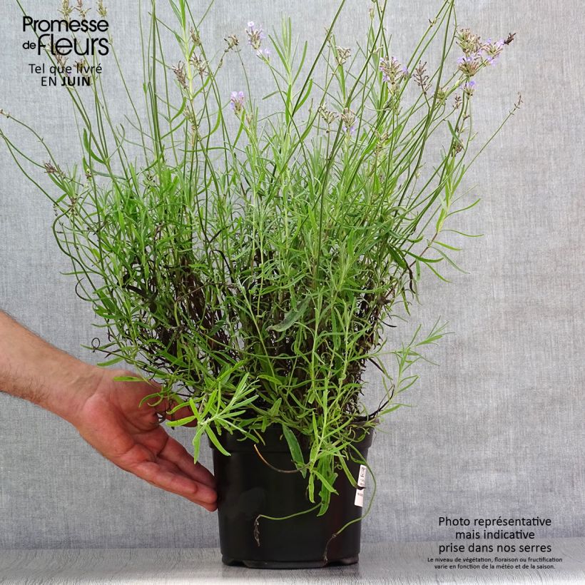 Exemplar von Lavandula angustifolia Dwarf Blue - Echter Lavendel Topf mit 2L/3L wie im Sommer geliefert