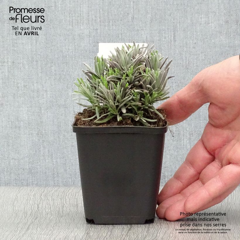 Example of Lavandula angustifolia Rosea - Echter Lavendel Kleine Töpfe von 7/8 cm as you get in printemps