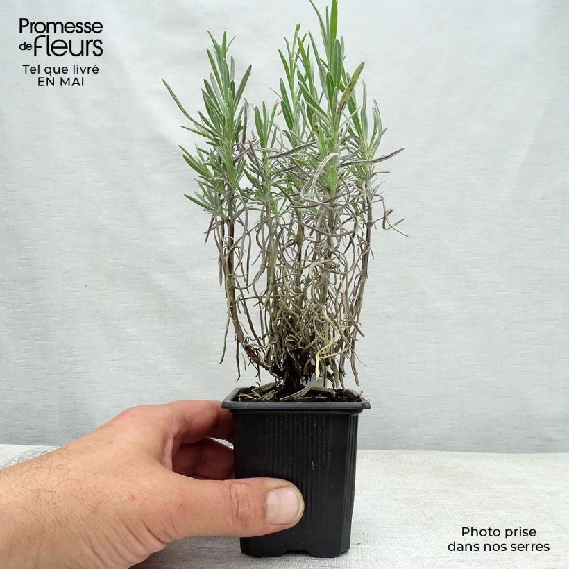 Example of Lavandula intermedia Grappenhall - Provence-Lavendel Kleine Töpfe von 8/9 cm as you get in printemps