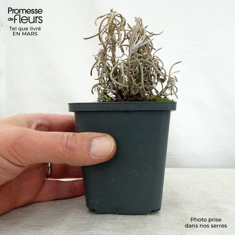 Exemplar von Lavandula intermedia Walburton's Silver Edge - Provence-Lavendel Kleine Töpfe von 8/9 cm wie im Frühjahr geliefert