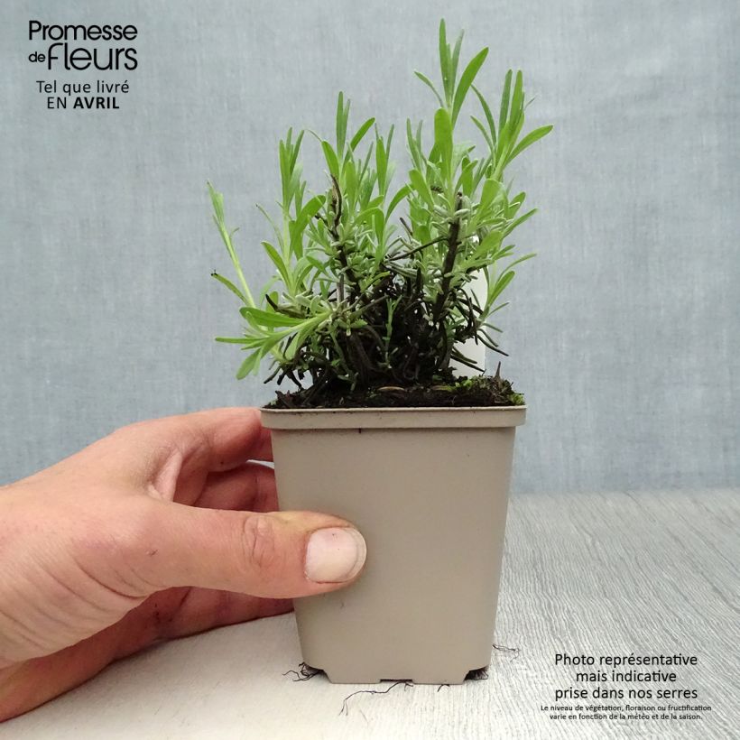 Exemplar von Lavandula angustifolia Essence Purple - Echter Lavendel Kleine Töpfe von 8/9 cm wie im Frühjahr geliefert