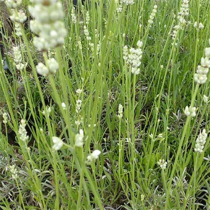 Lavandula angustifolia Hidcote White - Echter Lavendel (Flowering)