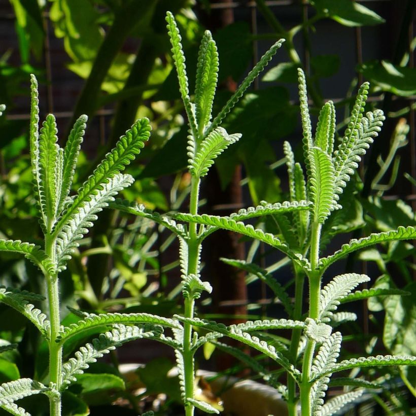 Lavandula dentata - Gezähnter Lavendel (Laub)