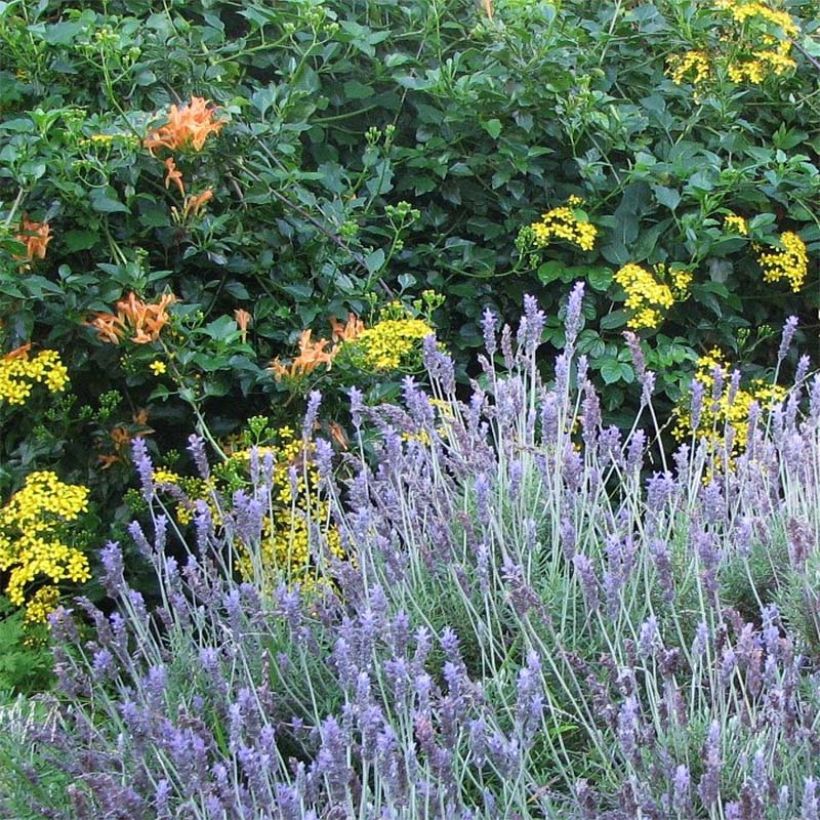 Lavandula dentata - Gezähnter Lavendel (Wuchs)