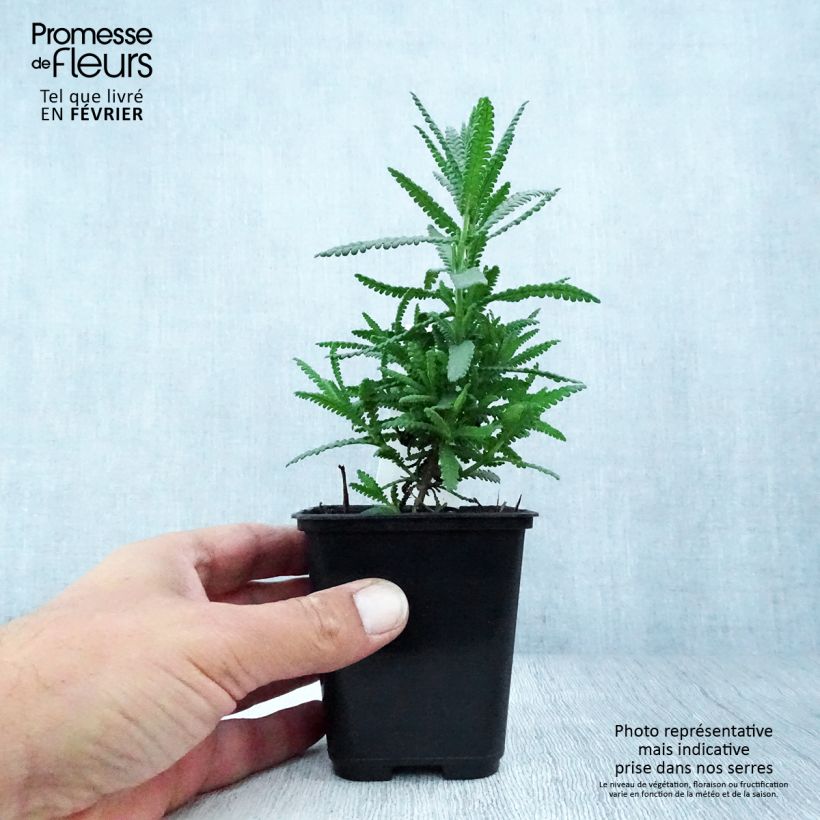 Exemplar von Lavandula dentata - Gezähnter Lavendel Kleine Töpfe von 8/9 cm wie im Herbst geliefert