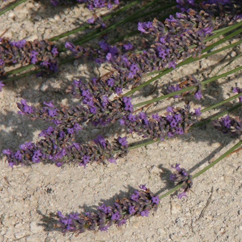 Lavandula intermedia Grosso - Provence-Lavendel (Blüte)