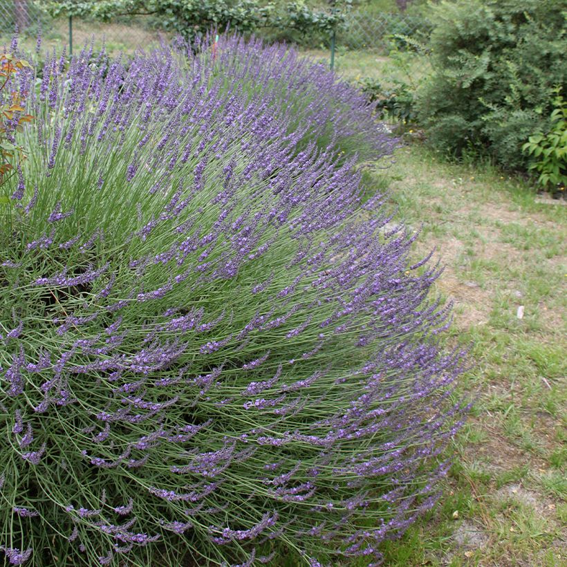 Lavandula intermedia Grosso - Provence-Lavendel (Wuchs)