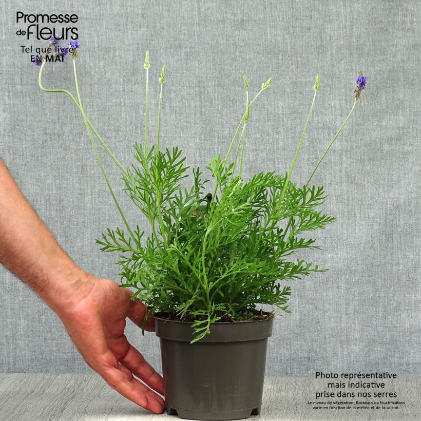 Exemplar von Lavandula pinnata var. pinnata - Kanarischer Lavendel Topf mit 1,5L/2L wie im Frühjahr geliefert