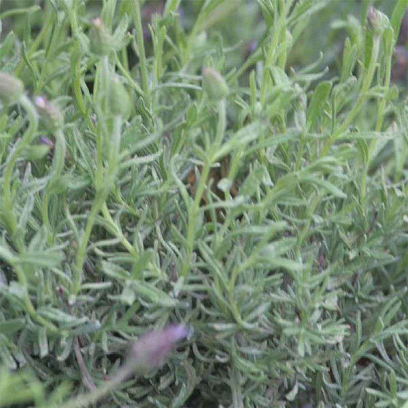 Lavandula Fat Head - Lavendel (Foliage)