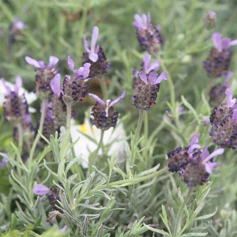 Lavandula Fat Head - Lavendel (Flowering)