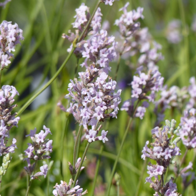 Lavandula angustifolia Rosea - Echter Lavendel (Blüte)