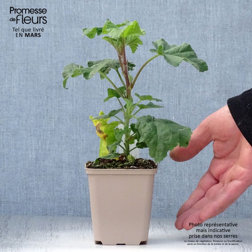 Exemplar von Buschmalve Blue Bird - Lavatera Kleine Töpfe von 8/9 cm wie im Frühjahr geliefert