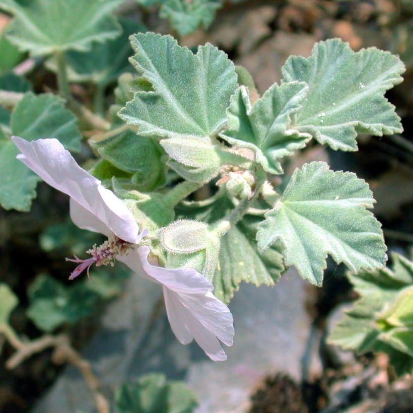 Lavatera maritima - Mittelmeer-Strauchmalve (Foliage)