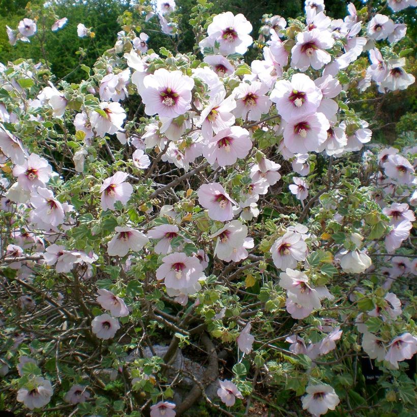 Lavatera maritima - Mittelmeer-Strauchmalve (Plant habit)