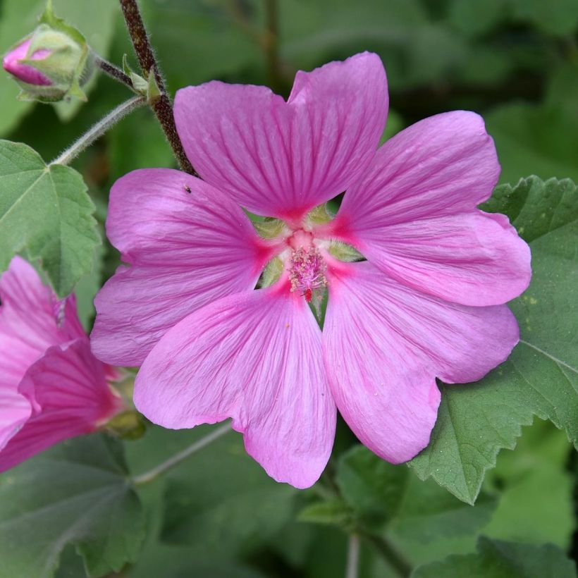 Lavatera olbia Rosea - Strauchpappel (Flowering)